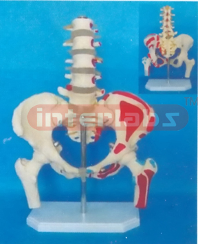 BIG MALE ADULT HUMAN PELVIS WITH FIVE LUMBARS & FEMUR HEADS, LEFT MUSCLE PAINTS ON BASE